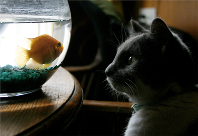 Salvation: Why Do I Need to Be Saved? Cat and Goldfish